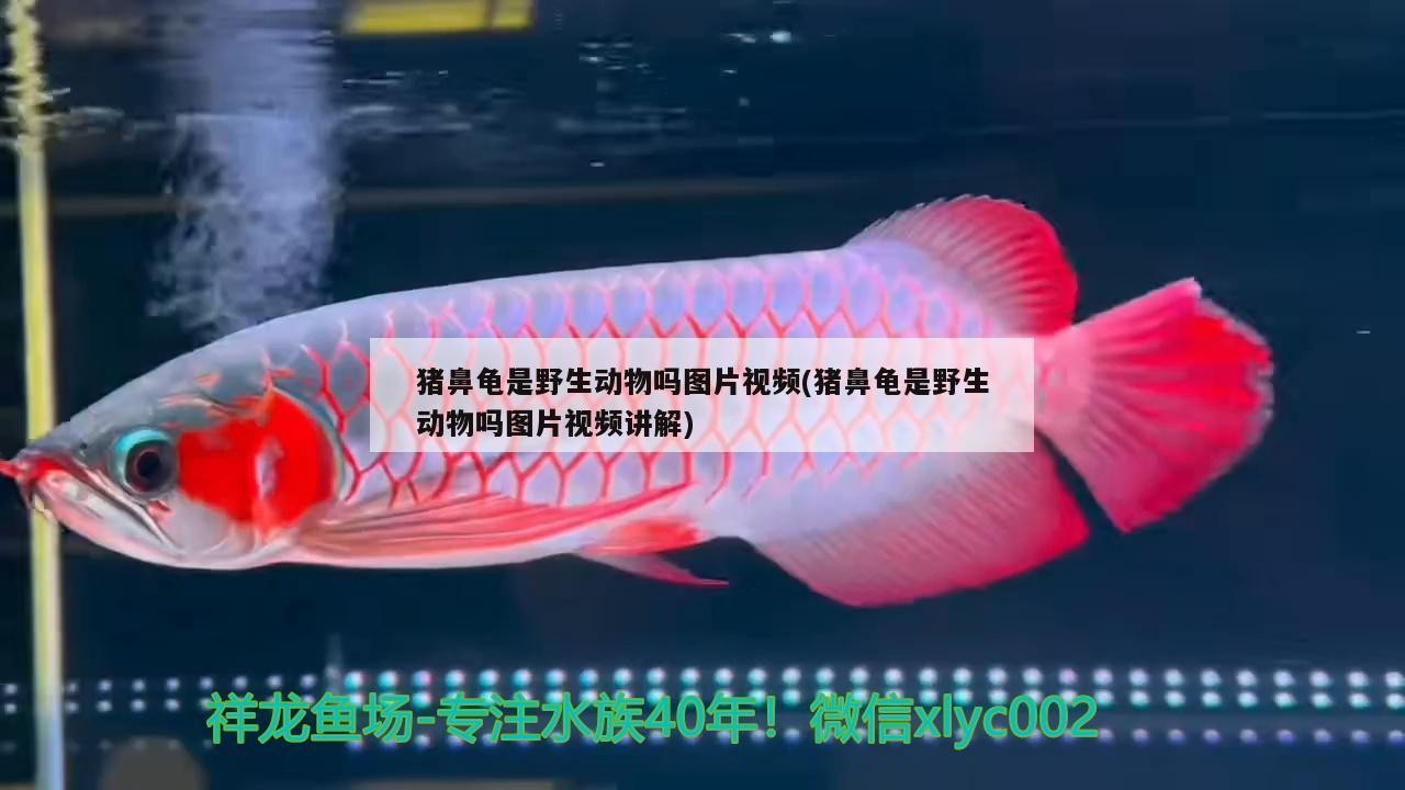 豬鼻龜是野生動(dòng)物嗎圖片視頻(豬鼻龜是野生動(dòng)物嗎圖片視頻講解)