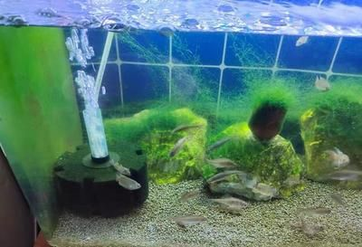 吃魚(yú)缸褐藻的都有哪些品種：觀賞魚(yú)吃褐藻怎么辦？