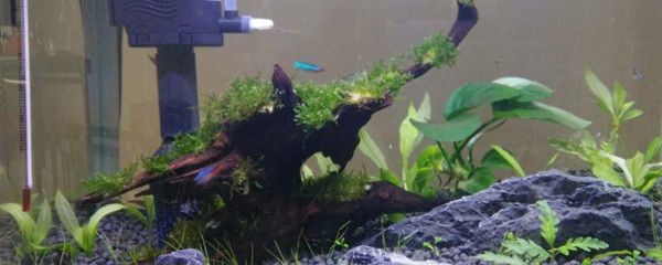 吃魚(yú)缸褐藻的都有哪些品種：觀賞魚(yú)吃褐藻怎么辦？
