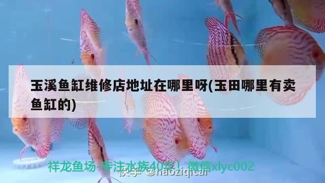 玉溪魚缸維修店地址在哪里呀(玉田哪里有賣魚缸的) 玉溪魚缸維修店地址在哪里呀(玉田哪里有賣魚缸的) 森森魚缸 第2張