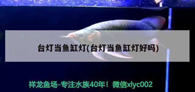 臺燈當魚缸燈(臺燈當魚缸燈好嗎)