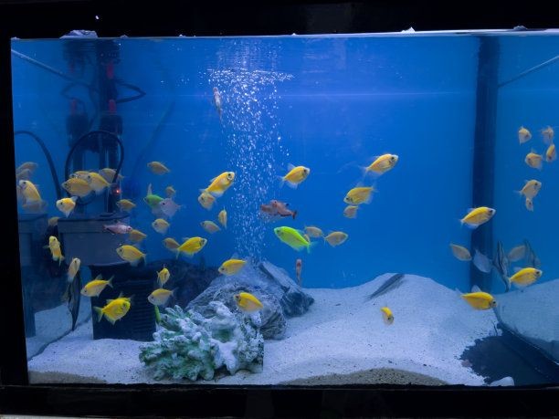 大瀝哪里有魚缸買賣的地方啊：佛山哪里可以買到魚缸？ 大瀝哪里有魚缸買賣的地方啊：佛山哪里可以買到魚缸？ 魚缸百科 第4張
