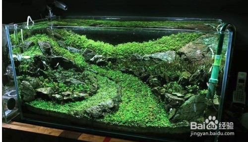 博特裝飾工程有限公司（博特裝飾工程有限公司怎么樣） 博特裝飾工程有限公司（博特裝飾工程有限公司怎么樣） 博特水族
