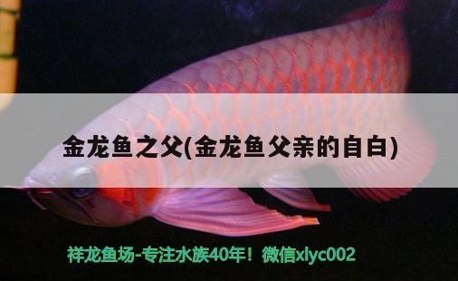 金龍魚之父(金龍魚父親的自白) 金龍魚之父(金龍魚父親的自白) 虎魚百科
