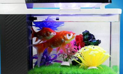 大魚缸養金魚好嗎：大魚缸養金魚有什么優缺點？