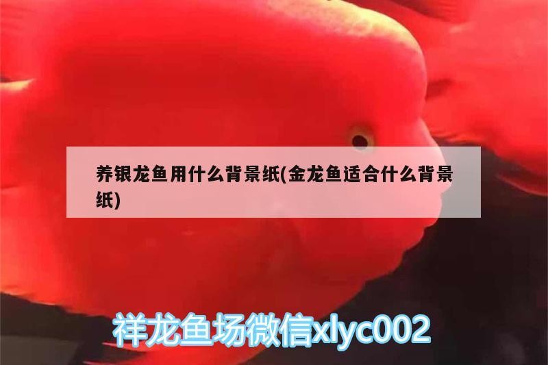 養銀龍魚用什么背景紙(金龍魚適合什么背景紙)