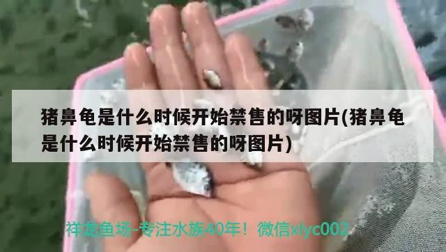 豬鼻龜是什么時候開始禁售的呀圖片(豬鼻龜是什么時候開始禁售的呀圖片)