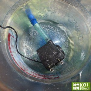 河南特色美食手撕盤龍鱔魚的家常做法大全，干煸盤龍鱔的做法