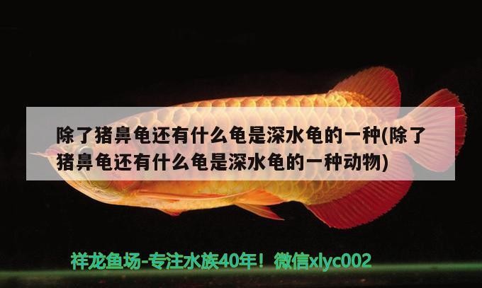 魚缸過濾器選購指南:自制魚缸過濾器魚缸上置過濾器對于養(yǎng)魚愛好者的必備知識 除了豬鼻龜還有什么龜是深水龜?shù)囊环N(除了豬鼻龜還有什么龜是深水龜?shù)囊环N動物) 豬鼻龜百科 除了豬鼻龜還有什么龜是深水龜?shù)囊环N(除了豬鼻龜還有什么龜是深水龜?shù)囊环N動物) 除了豬鼻龜還有什么龜是深水龜?shù)囊环N(除了豬鼻龜還有什么龜是深水龜?shù)囊环N動物) 豬鼻龜百科