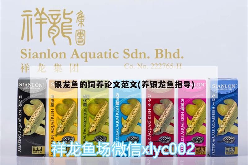銀龍魚的飼養論文范文(養銀龍魚指導)