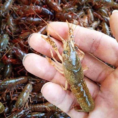 BD魟魚適宜的濾材選擇，bd魟魚專用濾材購買指南,提高bd魟魚水質的其他方法