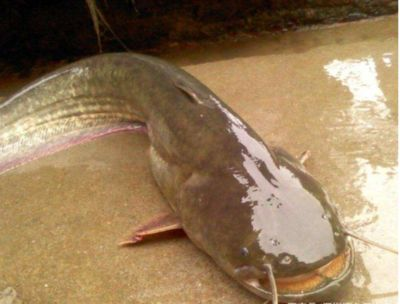 BD魟魚適宜的濾材選擇，bd魟魚專用濾材購買指南,提高bd魟魚水質的其他方法