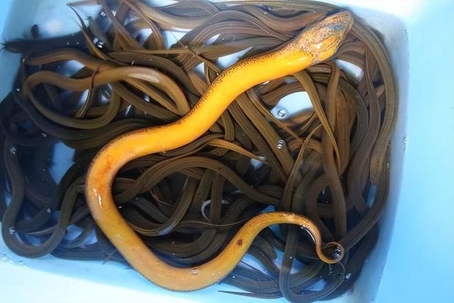 BD魟魚適宜的濾材選擇，bd魟魚專用濾材購買指南,提高bd魟魚水質的其他方法