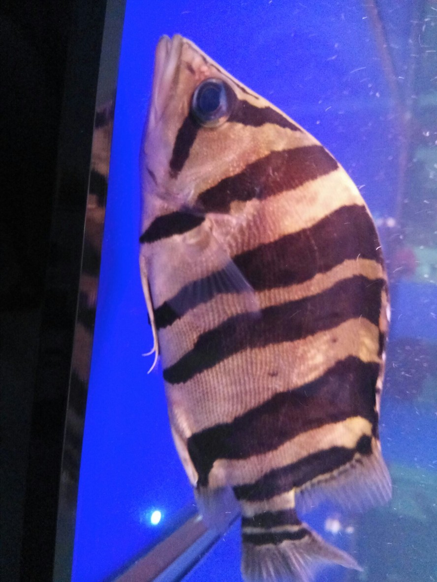虎魚(yú)底部露骨頭怎么回事
