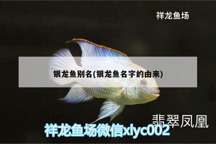 銀龍魚別名(銀龍魚名字的由來)