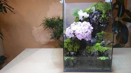 玻璃 生態 魚缸 自己做