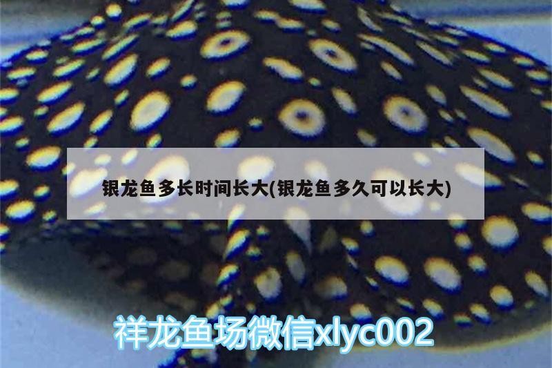 銀龍魚多長時間長大(銀龍魚多久可以長大)