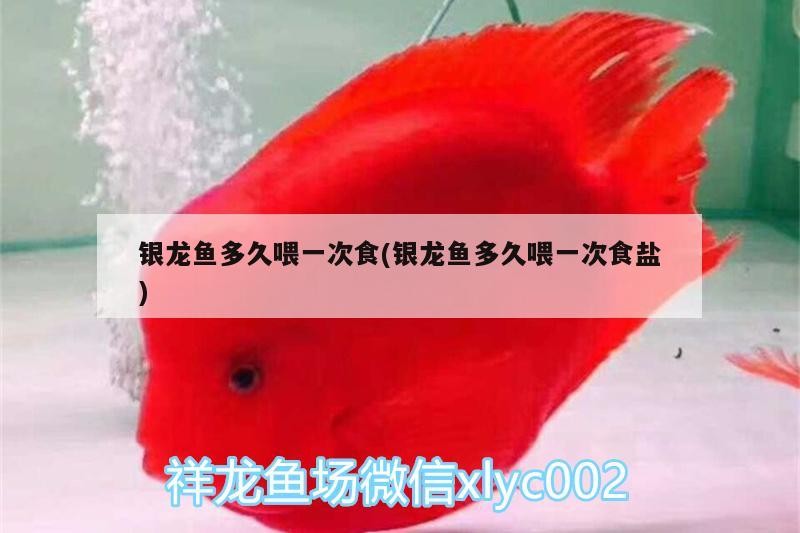 銀龍魚多久喂一次食(銀龍魚多久喂一次食鹽)