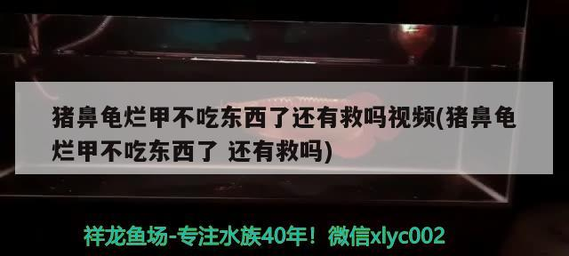 豬鼻龜爛甲不吃東西了還有救嗎視頻(豬鼻龜爛甲不吃東西了還有救嗎)