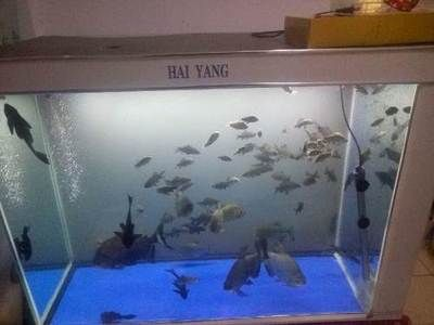 淡水白鯧怎么魚缸養