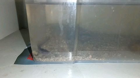 淡水白鯧怎么魚缸養