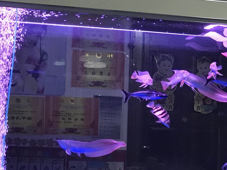 我這一個虎魚喂什么好啊求告知 虎魚百科 第1張 我這一個虎魚喂什么好啊求告知 我這一個虎魚喂什么好啊求告知 虎魚百科 第1張