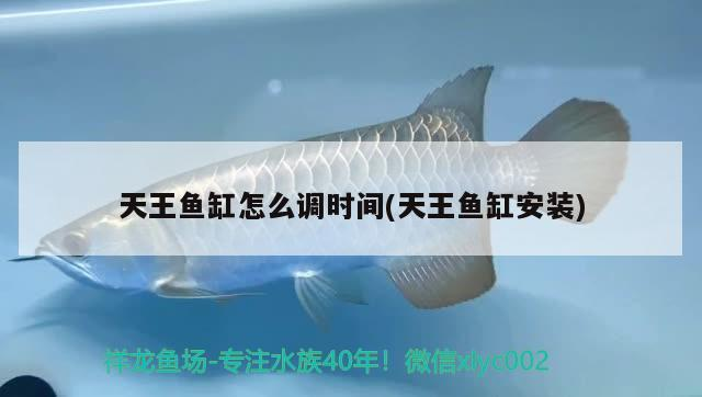 淘寶魚缸造景哪家好用又實惠的（哪種尺寸的魚缸最好造景）