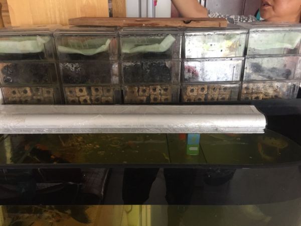 大型錦鯉魚缸過濾系統安裝：大型錦鯉魚缸過濾系統安裝方法