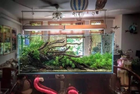 汕頭市龍湖區涓揚水族店（汕頭市龍湖區涓揚水族店地址）