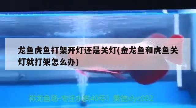 龍魚虎魚打架開燈還是關燈(金龍魚和虎魚關燈就打架怎么辦)