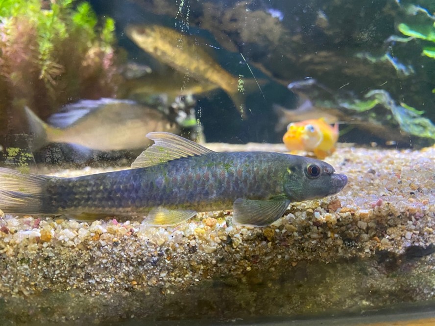 大型海水魚缸裝修：裝修大型海水魚缸如何選擇假珊瑚