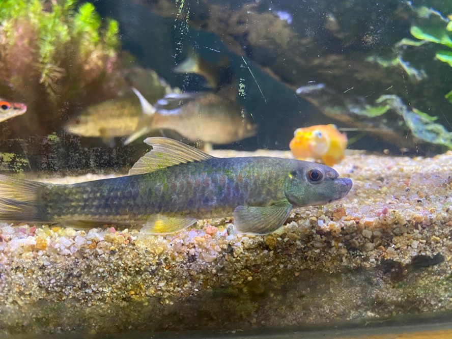 大型海水魚缸裝修：裝修大型海水魚缸如何選擇假珊瑚