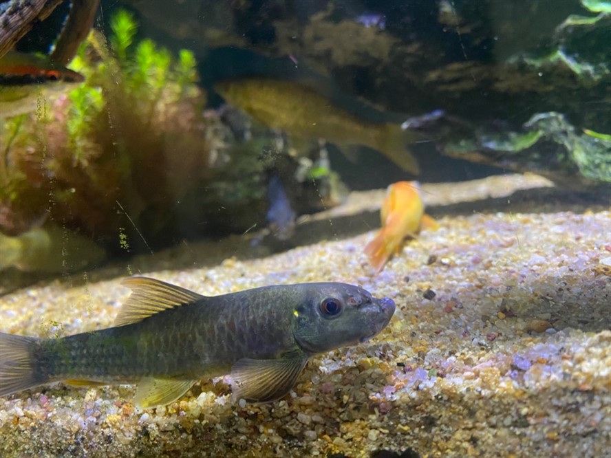 大型海水魚缸裝修：裝修大型海水魚缸如何選擇假珊瑚
