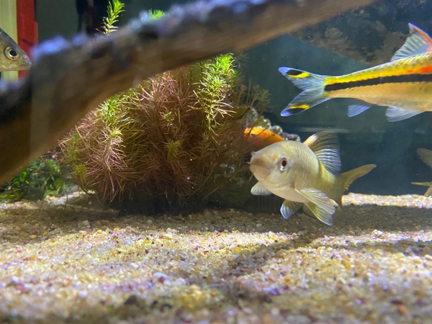 大型海水魚缸裝修：裝修大型海水魚缸如何選擇假珊瑚