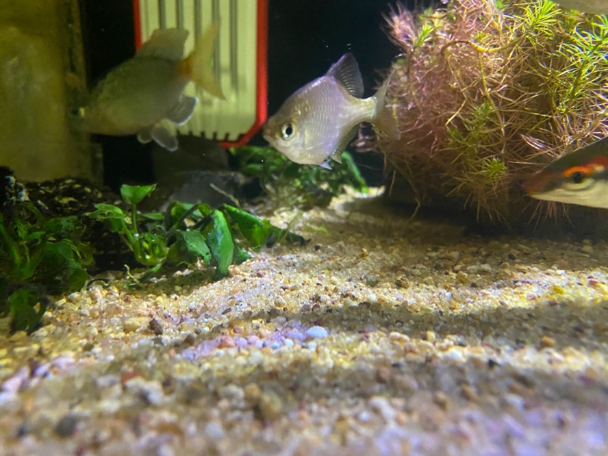 大型海水魚缸裝修：裝修大型海水魚缸如何選擇假珊瑚