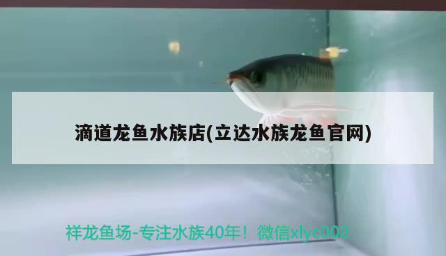滴道龍魚水族店(立達(dá)水族龍魚官網(wǎng)) 滴道龍魚水族店(立達(dá)水族龍魚官網(wǎng)) 虎魚百科