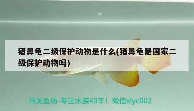 豬鼻龜二級保護(hù)動物是什么(豬鼻龜是國家二級保護(hù)動物嗎)
