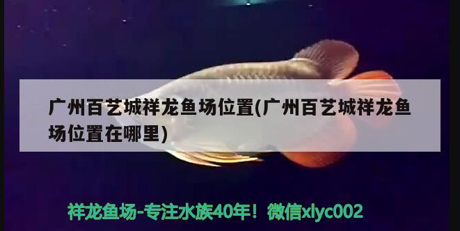 廣州百藝城祥龍魚場位置(廣州百藝城祥龍魚場位置在哪里)