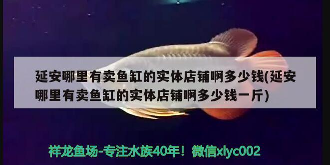 <strong><mark>延安</mark></strong>哪里有賣魚缸的實體店鋪啊多少錢(<strong><mark>延安</mark></strong>哪里有賣魚缸的實體店鋪啊多少錢一斤)