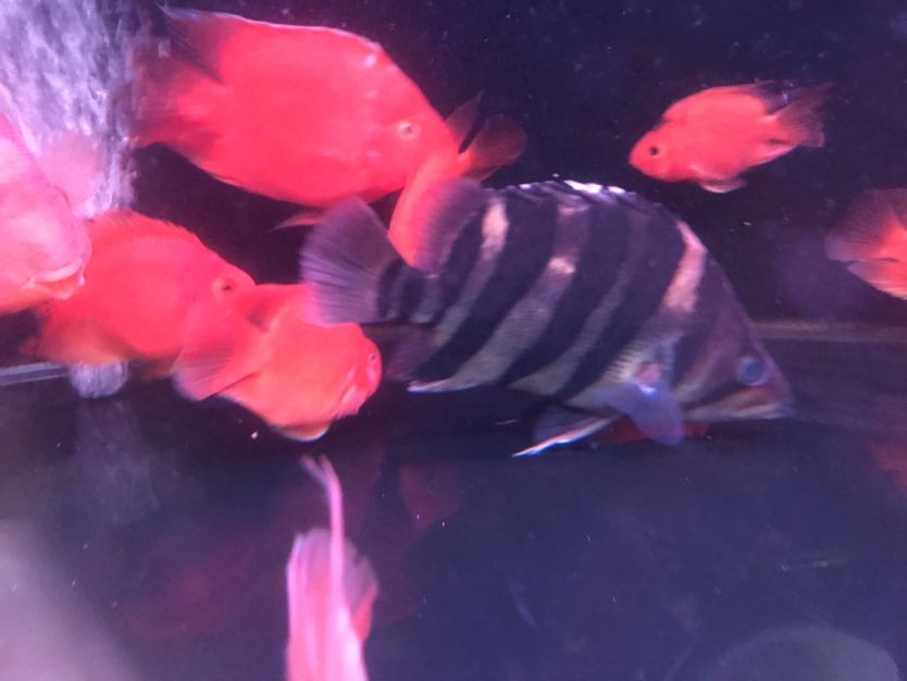 虎魚露刺骨了怎么辦