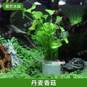 初學魚缸造景視頻：如何學習魚缸造景