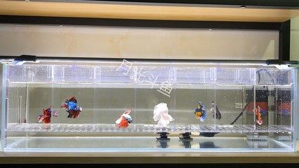 白玻璃魚(yú)缸冬天可以放在戶外嗎:玻璃魚(yú)缸在冬季可以放在戶外嗎? 魚(yú)缸百科 第4張 白玻璃魚(yú)缸冬天可以放在戶外嗎:玻璃魚(yú)缸在冬季可以放在戶外嗎? 白玻璃魚(yú)缸冬天可以放在戶外嗎:玻璃魚(yú)缸在冬季可以放在戶外嗎? 魚(yú)缸百科 第4張