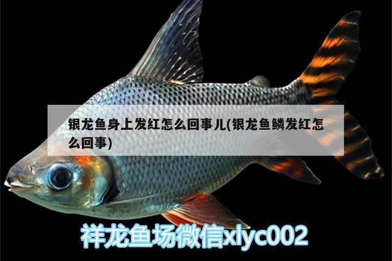 銀龍魚身上發紅怎么回事兒(銀龍魚鱗發紅怎么回事) 銀龍魚身上發紅怎么回事兒(銀龍魚鱗發紅怎么回事) 銀龍魚百科