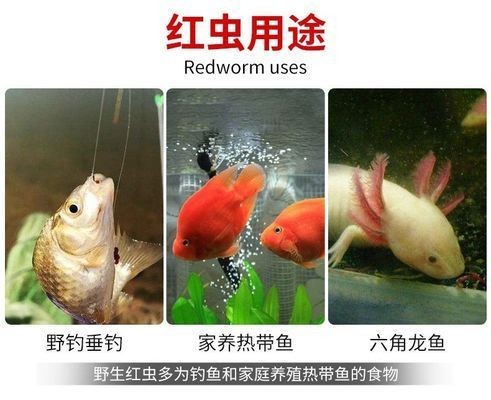 龍魚只吃紅蟲不吃蝦：龍魚只吃紅蟲不吃蝦怎么辦 龍魚只吃紅蟲不吃蝦：龍魚只吃紅蟲不吃蝦怎么辦 紅龍魚百科 第2張