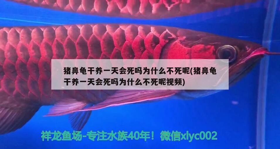 豬鼻龜干養(yǎng)一天會死嗎為什么不死呢(豬鼻龜干養(yǎng)一天會死嗎為什么不死呢視頻)