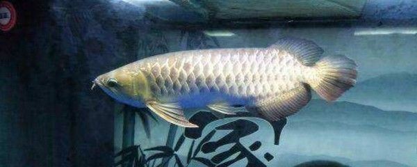 龍魚掉眼怎么治療_