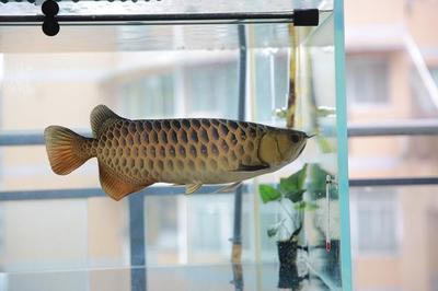 金龍魚發色需要幾年