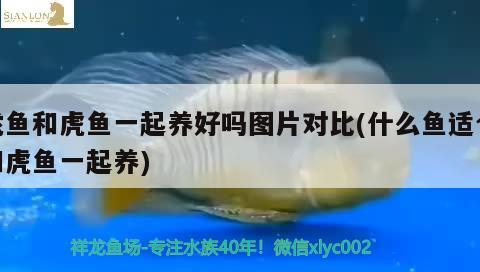 龍魚和虎魚一起養(yǎng)好嗎圖片對比(什么魚適合和虎魚一起養(yǎng)) 龍魚和虎魚一起養(yǎng)好嗎圖片對比(什么魚適合和虎魚一起養(yǎng)) 虎魚百科