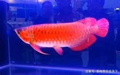 極品古典藍龍魚價格表