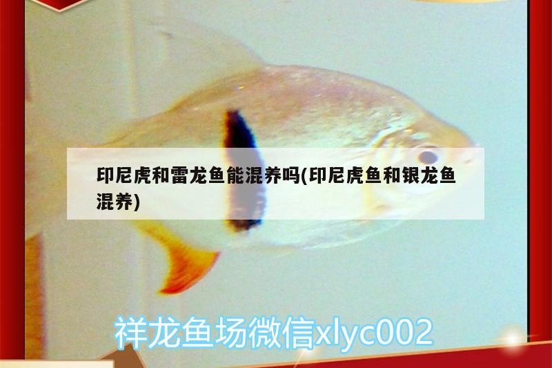 印尼虎和雷龍魚能混養嗎(印尼虎魚和銀龍魚混養)